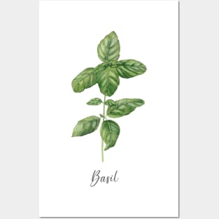 Basil herb painting Posters and Art